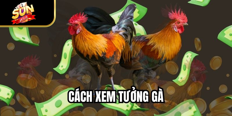 Cách Xem Tướng Gà - Hướng Dẫn Nhận Diện Chiến Kê Đẹp 