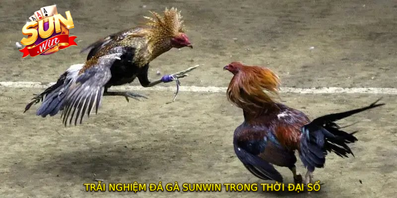 Trải nghiệm ĐÁ GÀ SUNWIN trong thời đại số