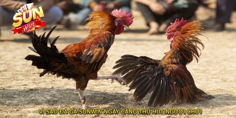 Vì sao ĐÁ GÀ SUNWIN ngày càng thu hút người chơi