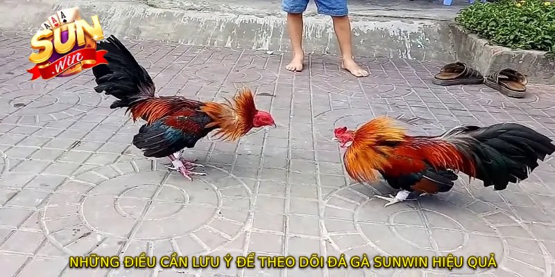 Những điều cần lưu ý để theo dõi ĐÁ GÀ SUNWIN hiệu quả